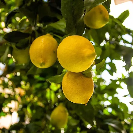 Fior Di Limone Apartamento *